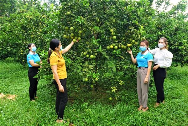 Phụ nữ Hương Khê tiếp tục đẩy mạnh phát triển kinh tế vườn, đồi, trang trại trồng cam, bưởi.