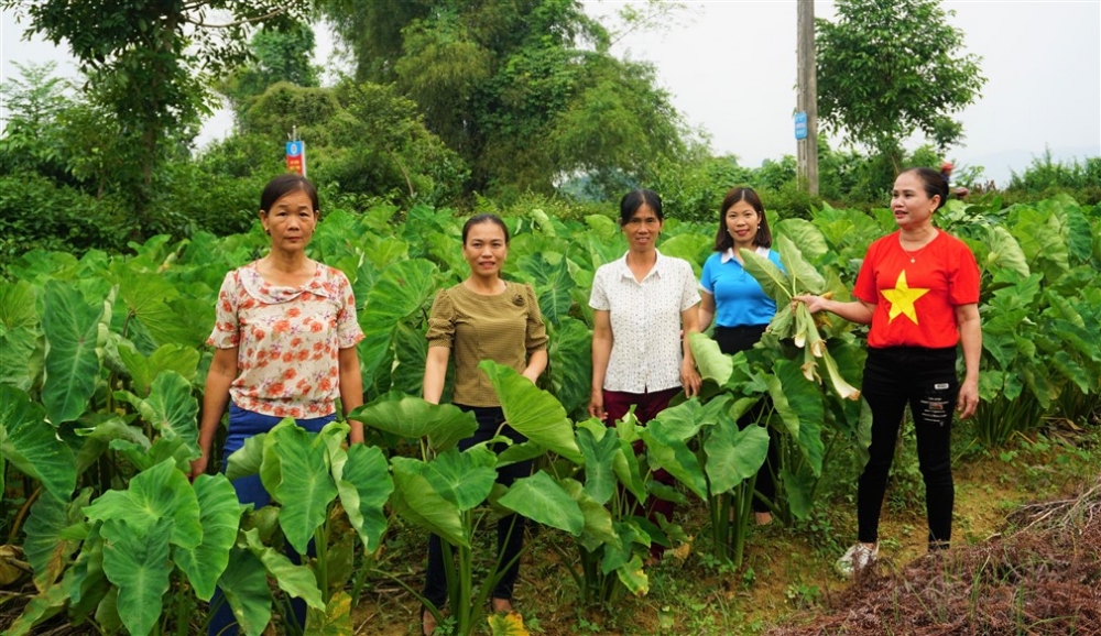                       Ra mắt THT trồng khoai môn tại thôn 1, xã Phú Phong 