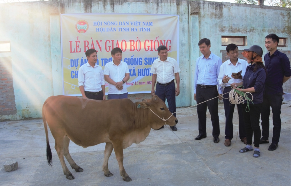 25 hộ nghèo ở xã Hương Lâm được hỗ trợ bò giống sinh sản