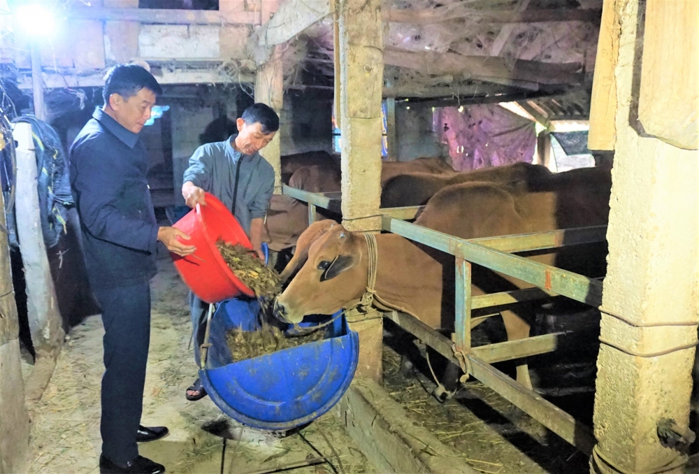 Nông dân Hương Khê chủ động phòng chống đói, rét cho vật nuôi