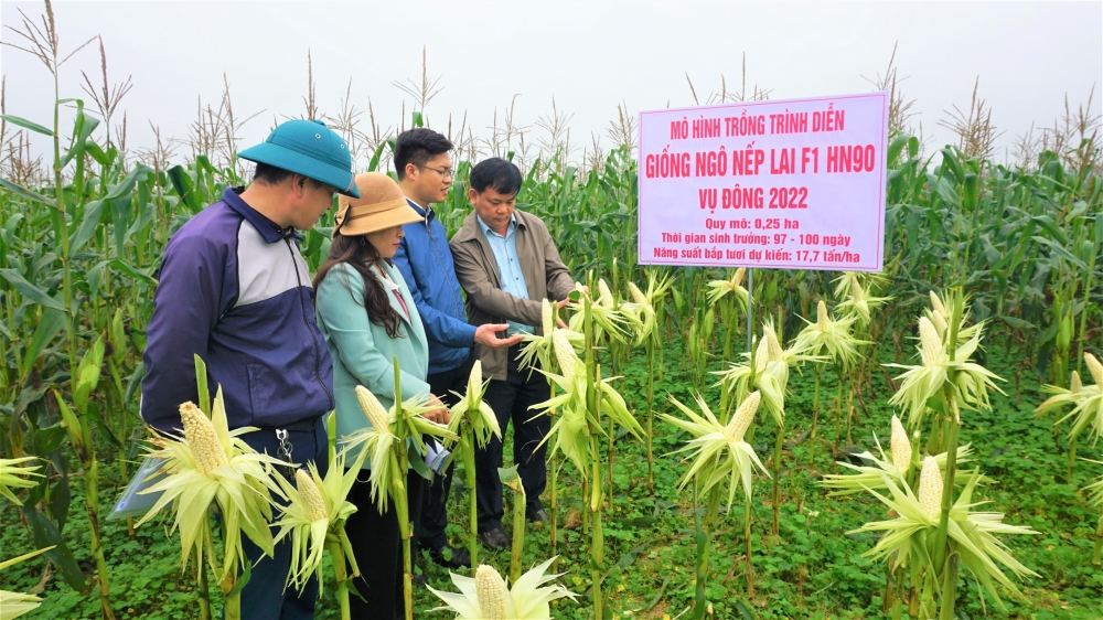 Thử nghiệm thành công 0,25 ha giống ngô nếp lai HN90 ở thôn 5, xã Điền Mỹ