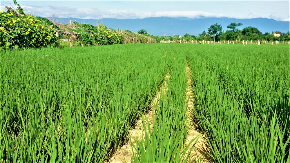 Lộc Yên đưa lúa cạn vào sản xuất đại trà vụ Hè thu