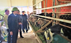 Đồng chí Bí thư Huyện ủy kiểm tra các mô hình chăn nuôi hiệu quả