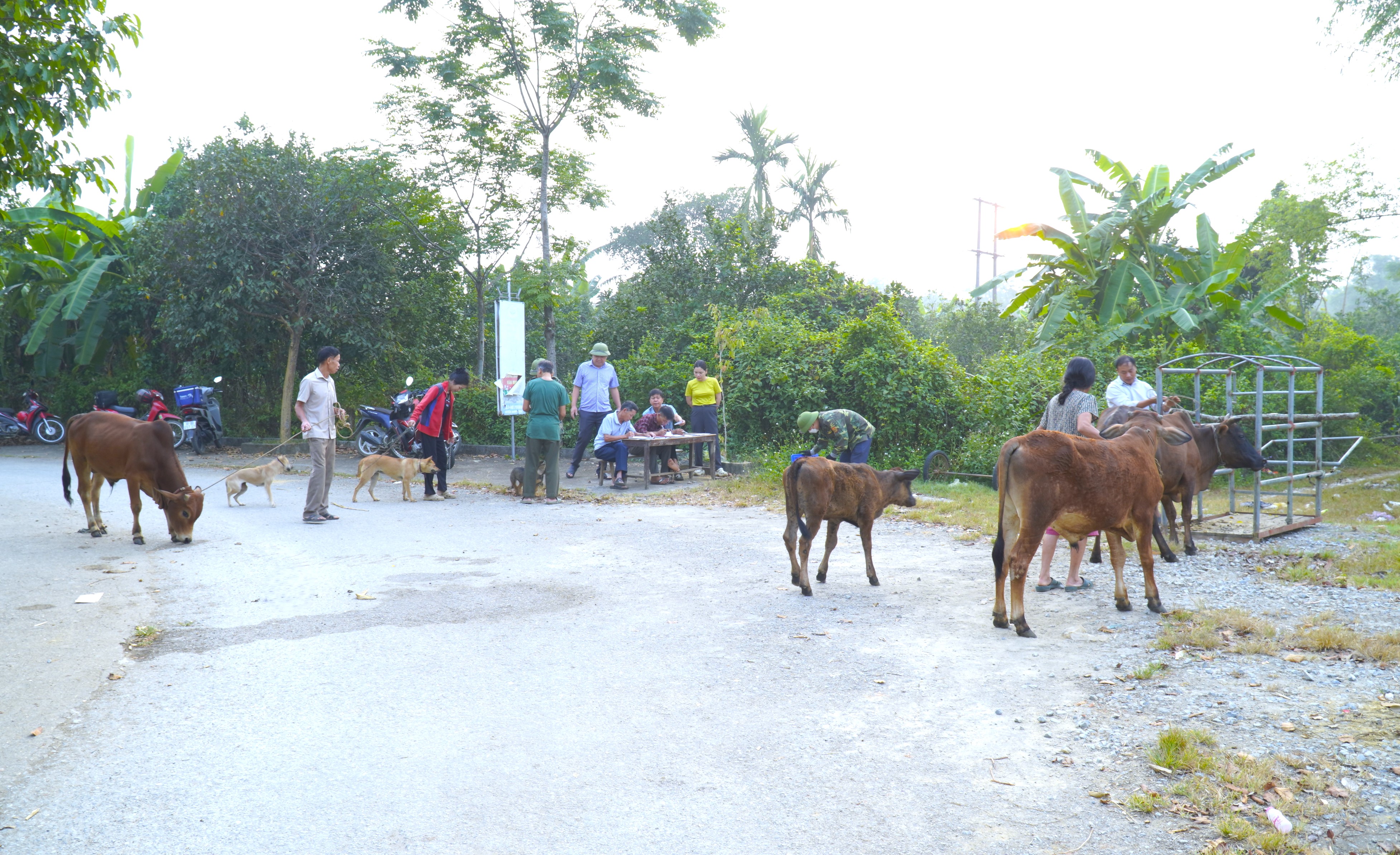 Xã Hương Khê triển khai tiêm phòng vắc xin đợt 1 cho đàn gia súc năm 2026