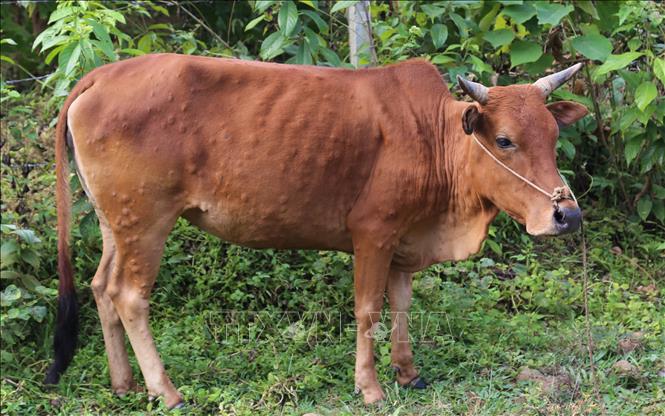 Chủ động phòng, chống bệnh viêm da nổi cục trên trâu, bò 