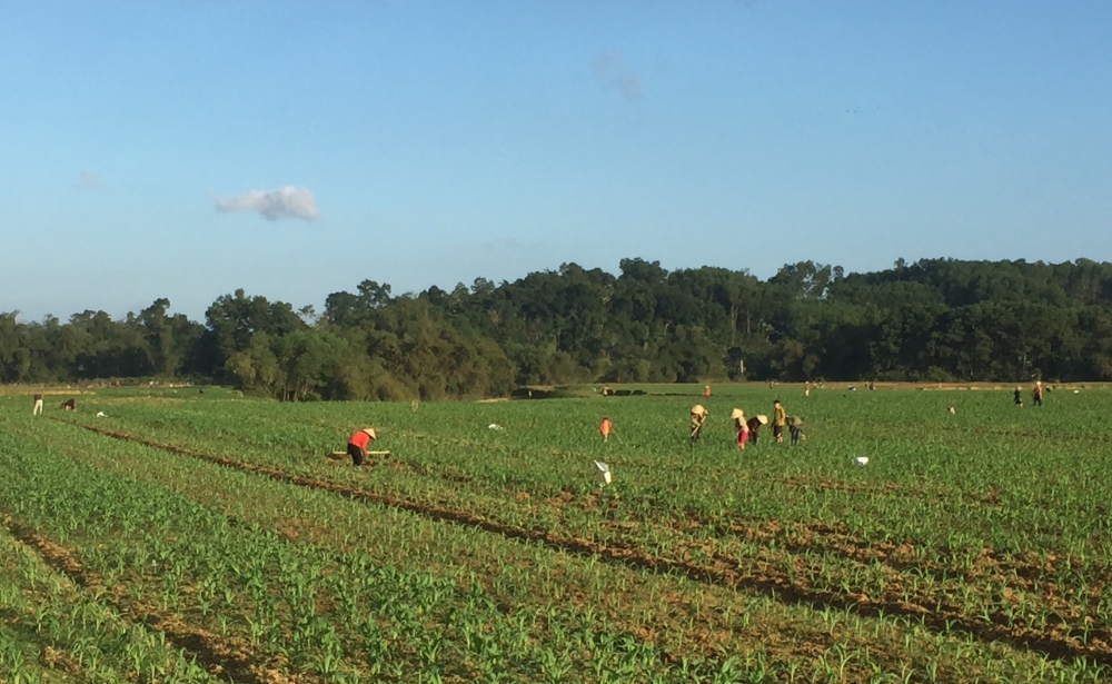 Nông dân Hương Khê Tập trung chăm sóc trên 1.500 ha Ngô Đông, Xuân 