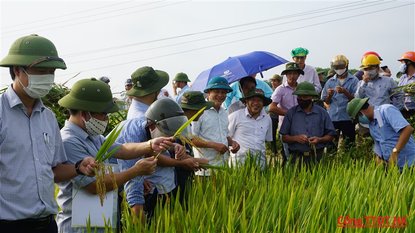 Hương Khê: Thử nghiệm 3 giống lúa mới trong vụ xuân cho năng suất cao.