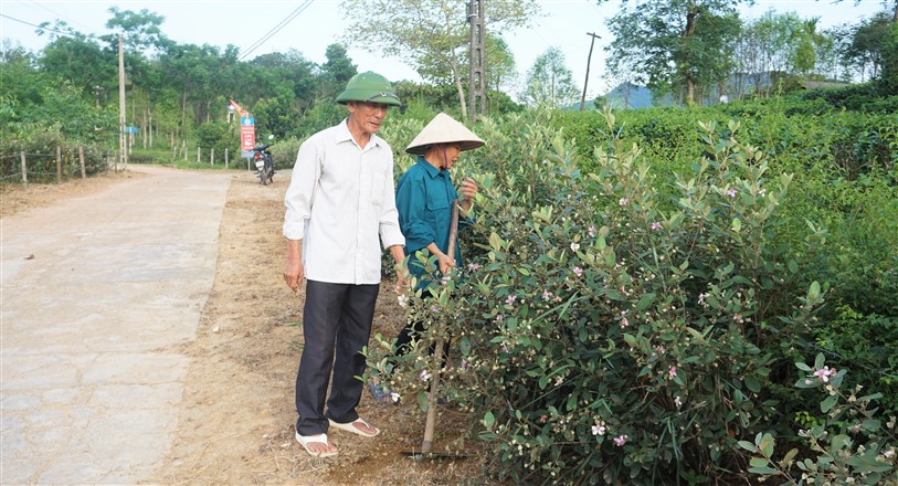 Tây Trà trồng cây Sim làm hàng rào xanh, tô điểm nét đẹp riêng trong bức tranh nông thôn mới