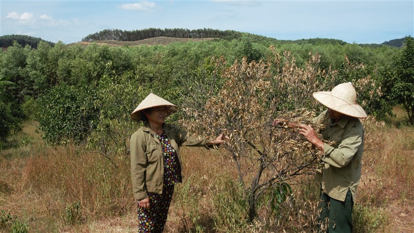 Hương Khê: Không có điện bơm tưới, nắng nóng kéo dài, nguy cơ xóa sổ 300ha cây ăn quả đặc sản