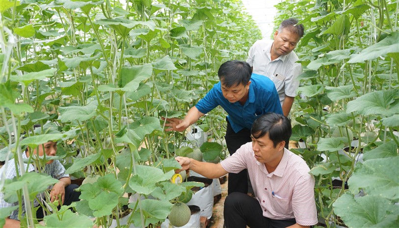 Mô hình trồng Dưa lưới trong nhà màng ở xã Lộc Yên phát triển tốt