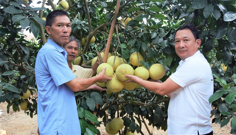 Hội Nông dân Hương Khê tập trung phát triển kinh tế từ cây chủ lực của địa phương.