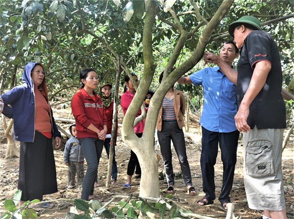 Hương Khê:Tập trung khôi phục diện tích, chăm sóc, phòng chống sâu bệnh cho cây bưởi sau mưa lũ. 