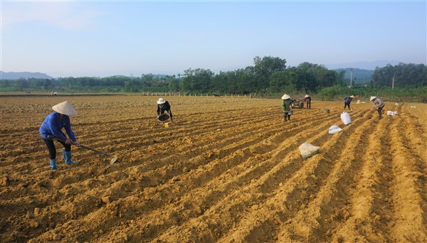  Nông dân  Hương Khê  tập trung sản xuất  ngô Đông  kịp  thời vụ