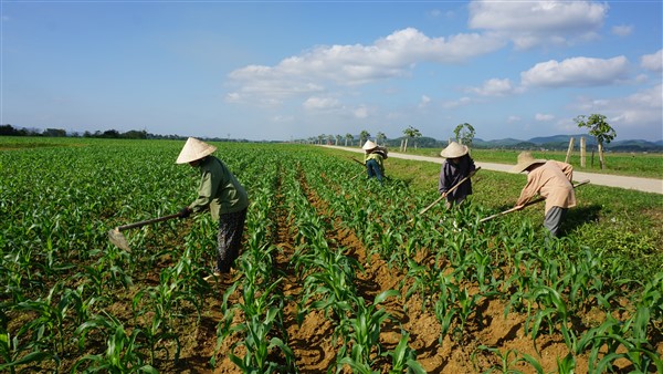 Bà con nông dân tập trung chăm sóc gần 2.220 ha ngô Đông.