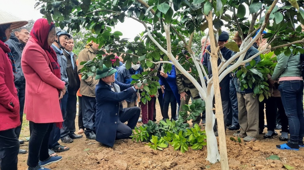 Hội Nông dân xã Lộc Yên phối hợp tổ chức chương trình tập huấn chăm sóc phòng trừ sâu bệnh cho cây Bưởi thời kỳ ra hoa chính vụ. 