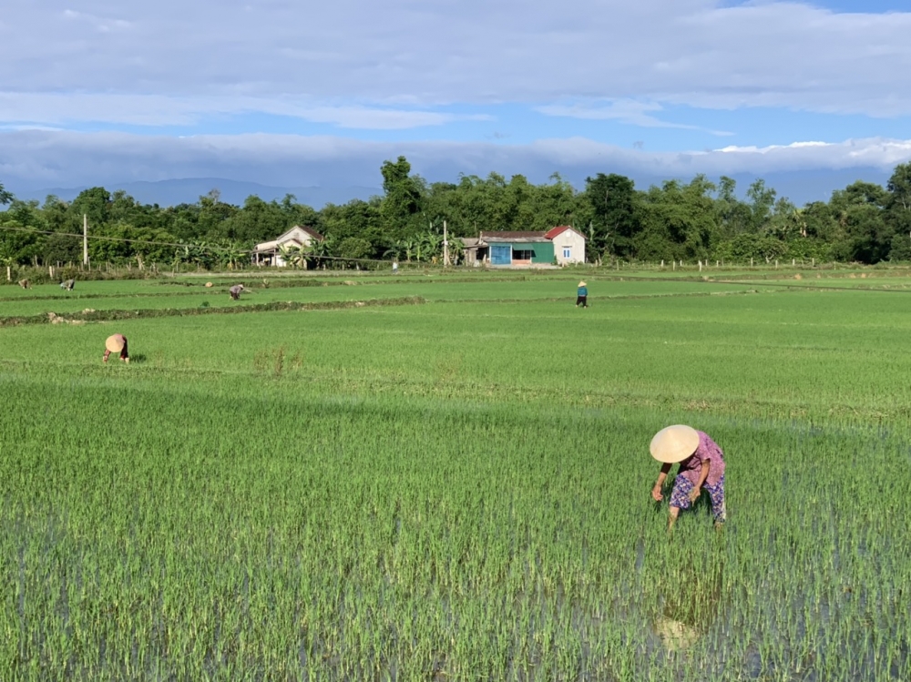 Nông dân Hương Khê khẩn trương xuống đồng gieo trỉa lại và chăm sóc cây trồng bị thiệt hại sau mưa lớn