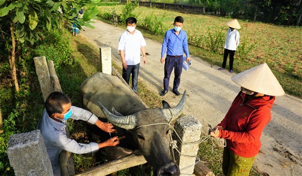 Hương Khê phấn đấu hoàn thành tiêm phòng cho đàn gia súc trước 10/7/2021