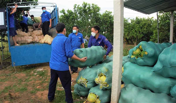 Huyện đoàn Hương Khê kết nối tiêu thụ 20 tấn bưởi Phúc Trạch  cho đoàn viên, gia đình khó khăn