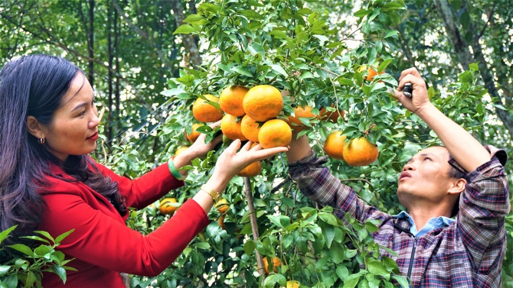 Quả ngọt mùa Xuân dâng Đảng