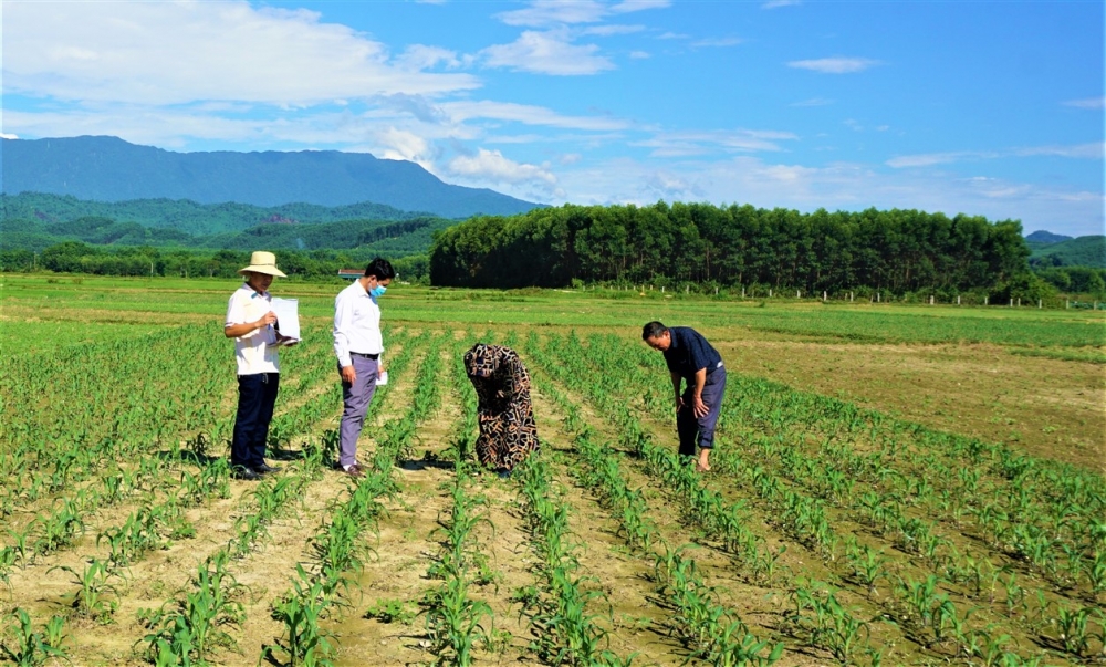 Các xã, thị trấn cần tập trung khép kín diện tích vụ hè thu