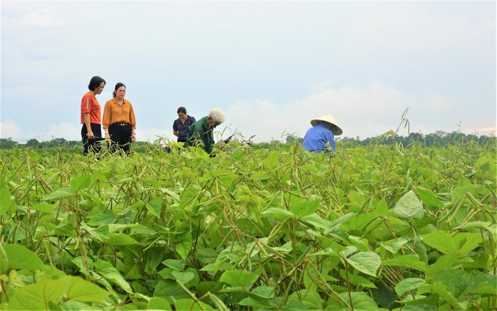 Nông dân Hương Khê khẩn trương thu hoạch đậu hè thu