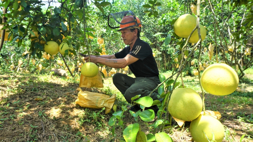 Một nông dân vùng biên đạt trên 6.000 quả bưởi Phúc Trạch