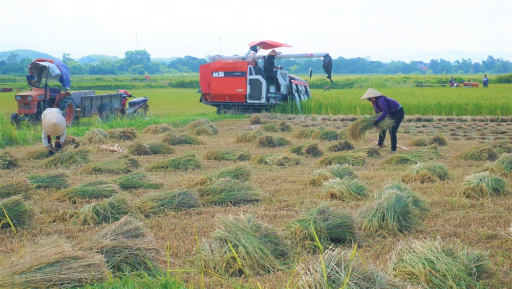 Nông dân Hương Khê đẩy nhanh tiến độ thu hoạch lúa hè thu  