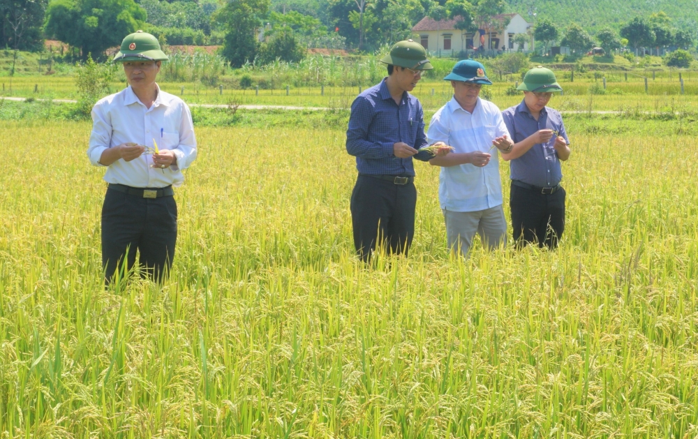 Yêu cầu tập trung đẩy nhanh tiến độ thu hoạch lúa Hè Thu 