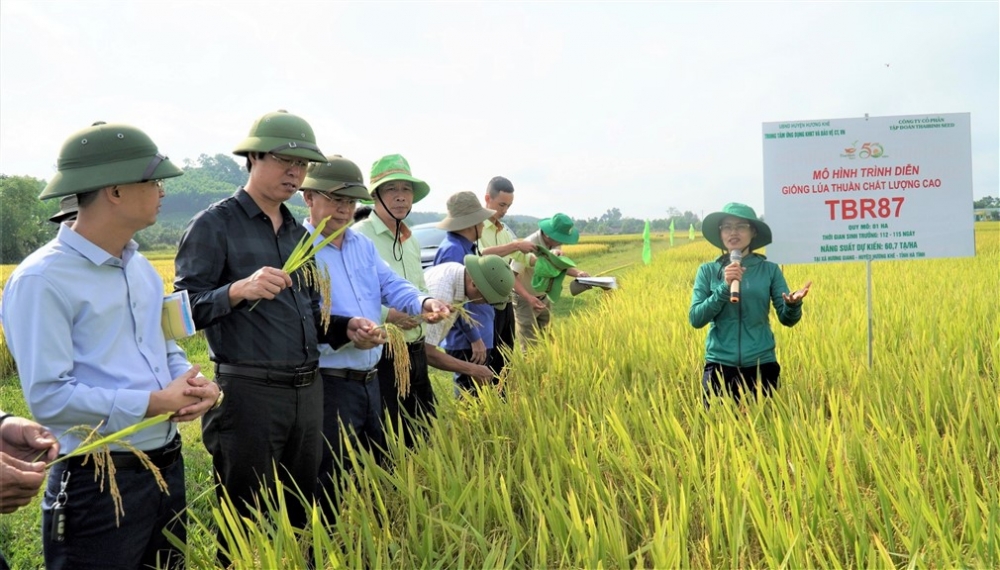 Hội thảo đầu bờ đánh giá kết quả 3 giống lúa mới trong vụ xuân năm 2024