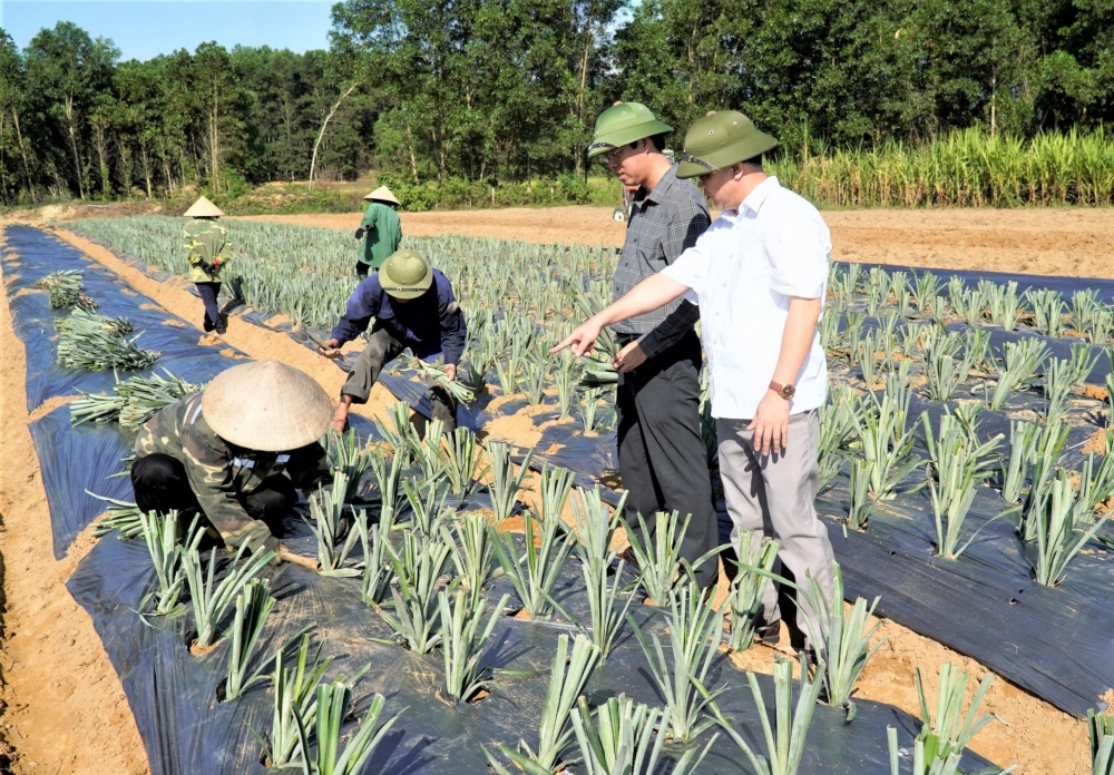 Hương Khê trồng thí điểm 5,5 ha giống dứa Queen