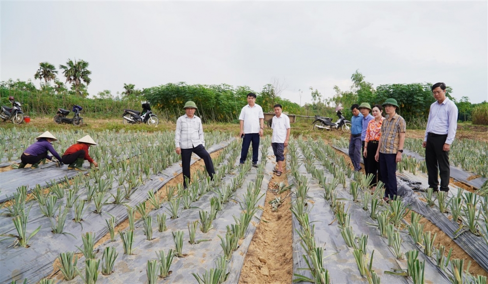 Lãnh đạo huyện kiểm tra thu hoạch bưởi Phúc Trạch và trồng dứa liên kết tại xã Hương Trạch, Hương Xuân